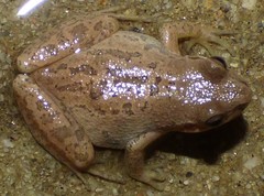 Pseudacris feriarum