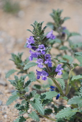 Dracocephalum foetidum