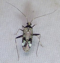 Phytocoris nigricollis
