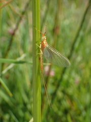 Potamanthus luteus