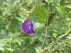 Centrosema brasilianum