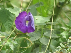 Centrosema brasilianum