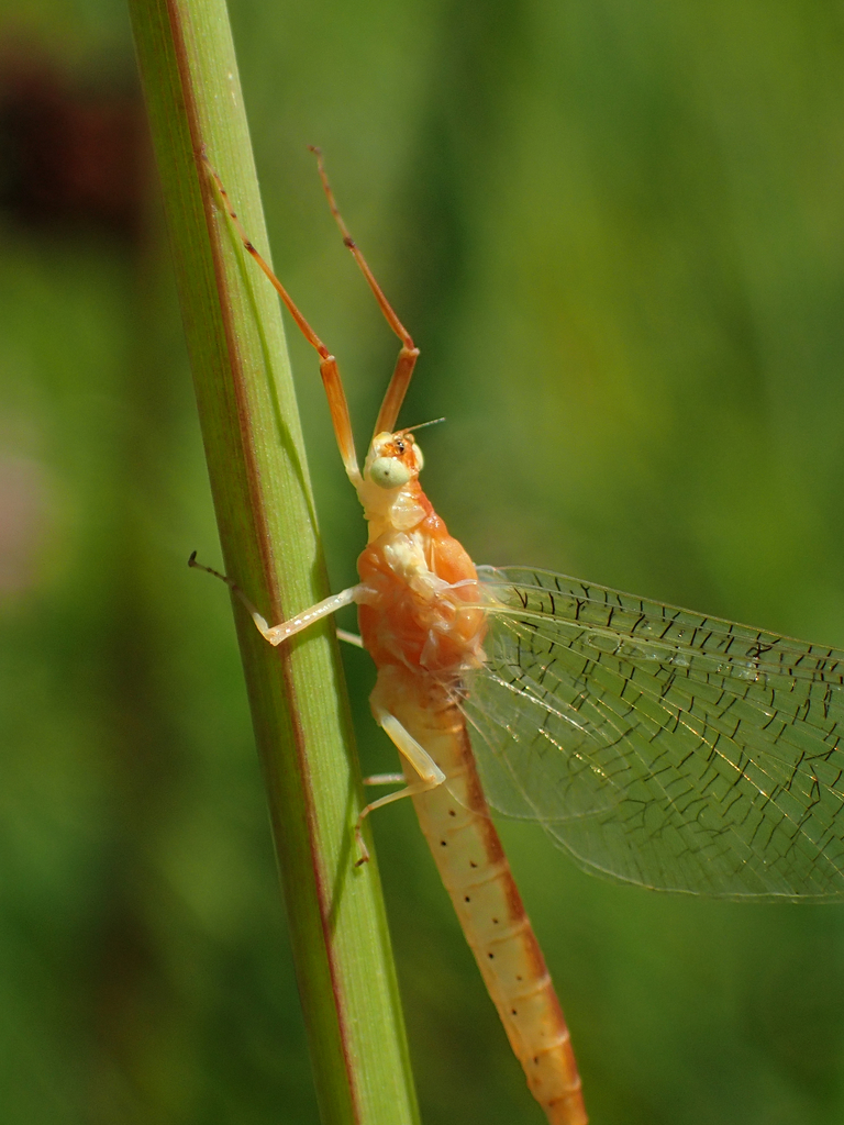 Scapphodonta