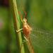 Yellow Mayfly - Photo (c) Matthieu Gauvain, some rights reserved (CC BY-NC), uploaded by Matthieu Gauvain