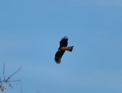 Milvus migrans lineatus