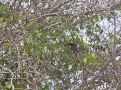 Callosciurus finlaysonii