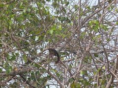 Callosciurus finlaysonii