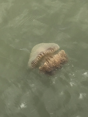 Kolpophorae