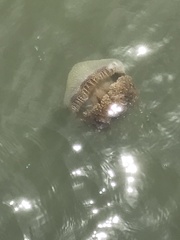 Kolpophorae