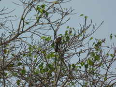 Callosciurus finlaysonii