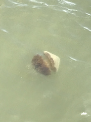 Kolpophorae