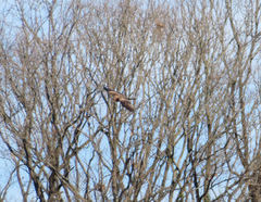 Milvus migrans lineatus