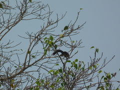 Callosciurus finlaysonii