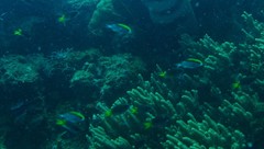 Chromis nitida