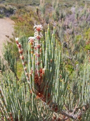 Allocasuarina monilifera