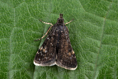 Heliothela wulfeniana
