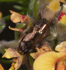 Diphucrania acuducta