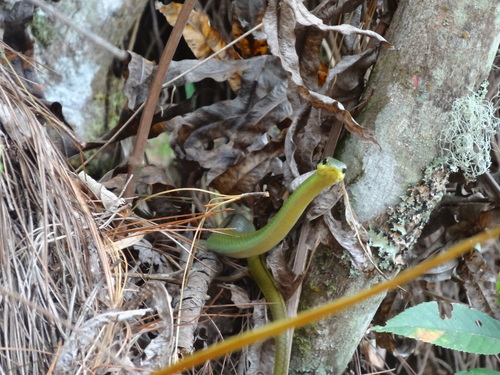 Striped Lizard Eater, Mastigodryas dorsalis