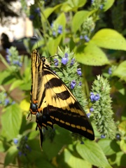Papilio pilumnus