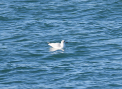 Chroicocephalus ridibundus