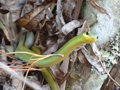 Mastigodryas dorsalis