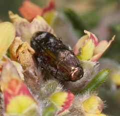 Diphucrania acuducta