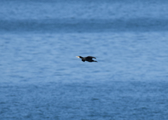 Phalacrocorax carbo