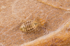 Trogium pulsatorium