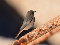 Phoenicurus ochruros