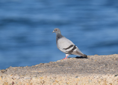 Columba livia domestica