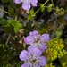 Fremont Geranium - Photo (c) Fluff Berger, some rights reserved (CC BY-SA), uploaded by Fluff Berger