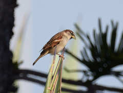 Passer domesticus