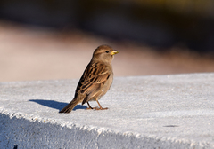 Passer domesticus