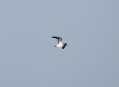 Larus fuscus