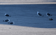 Larus fuscus