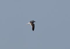 Larus fuscus