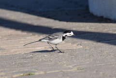 Motacilla alba