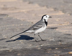 Motacilla alba