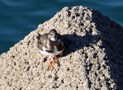 Arenaria interpres