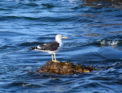 Larus fuscus