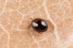 Galumnidae