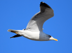 Larus fuscus