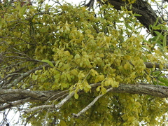 Notothixos subaureus