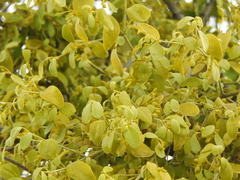 Notothixos subaureus