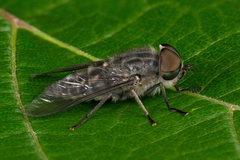 Tabanus bromius