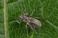 Polydrusus inustus