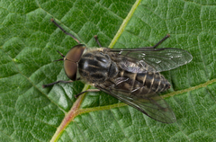Tabanus bromius