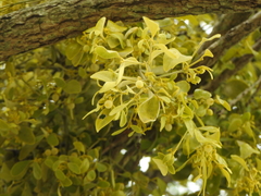 Notothixos subaureus