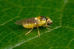 Thaumatomyia notata