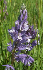 Polygala cretacea